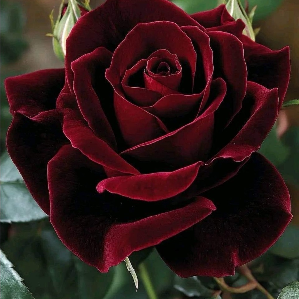 Meet your Posher, Helen